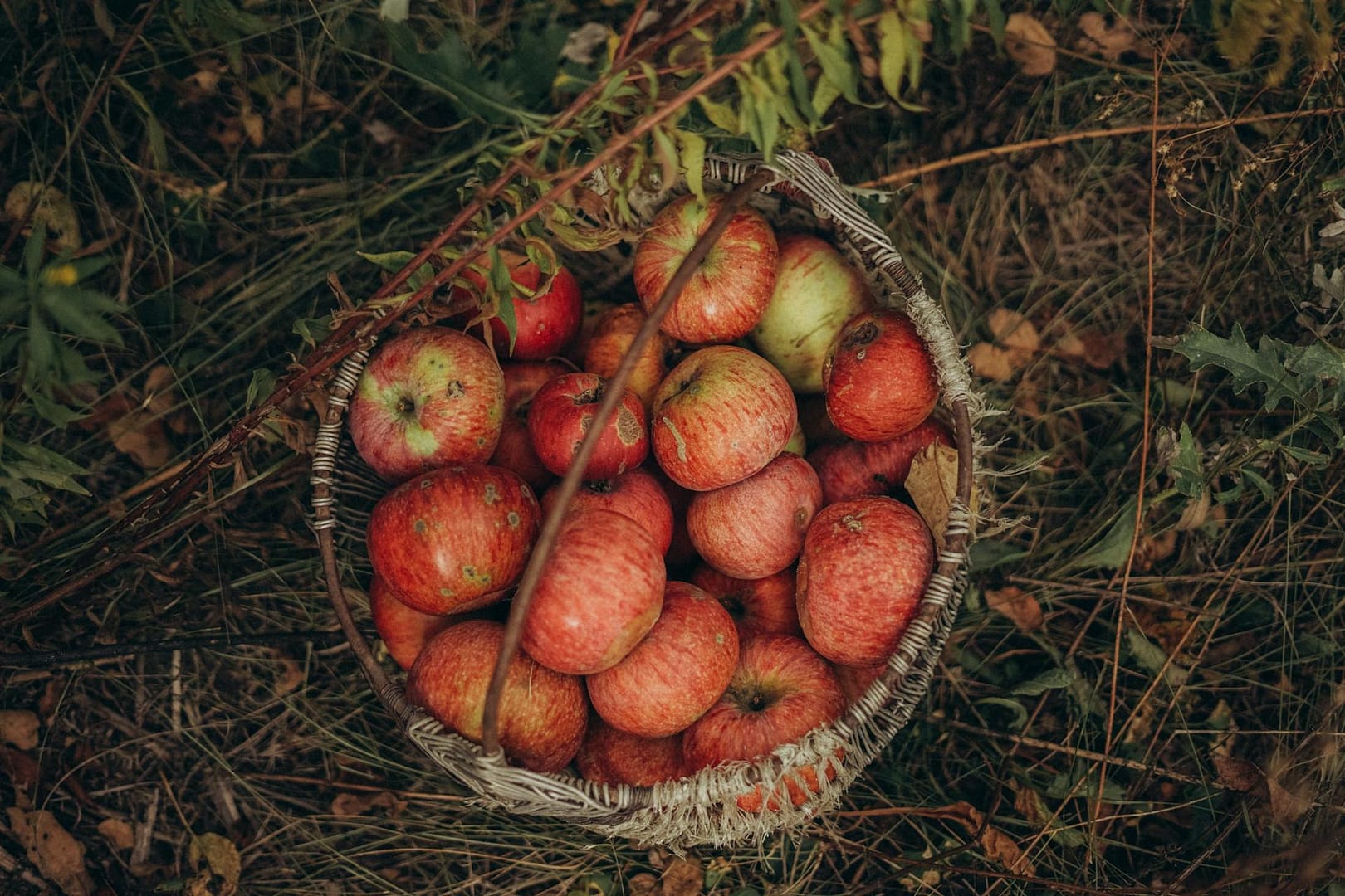 Apple of my eyes