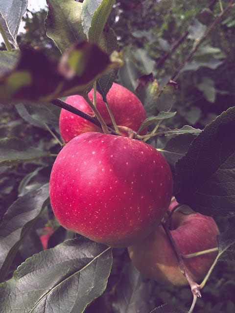 Apple of my eyes Image-1