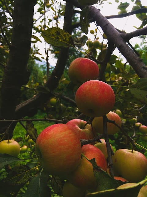 Apple of my eyes Image-3